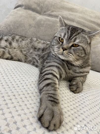 Шотландский кот