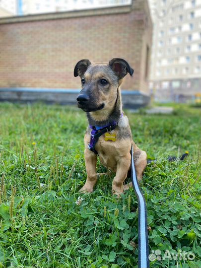 Собака девочка