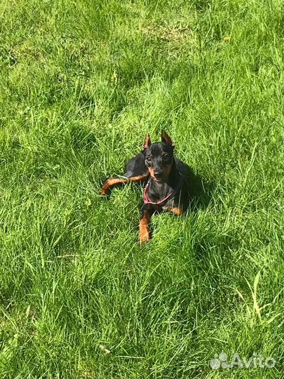 Вязка, продажа щенков