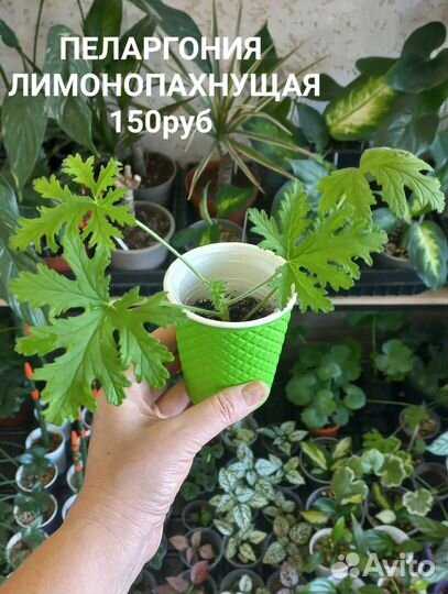 Пеларгония Герань