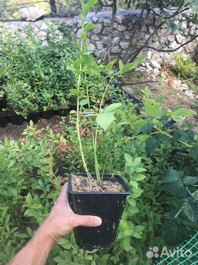 Голубика садовая саженцы