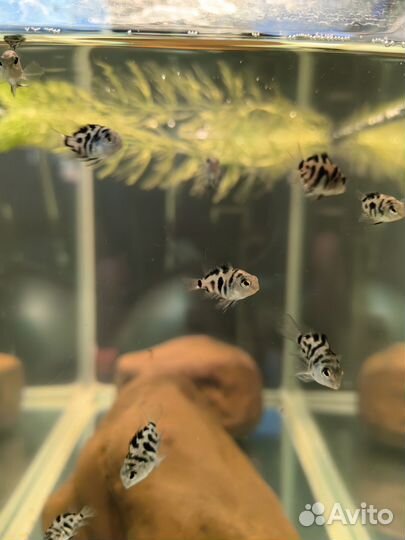 Попугай панда