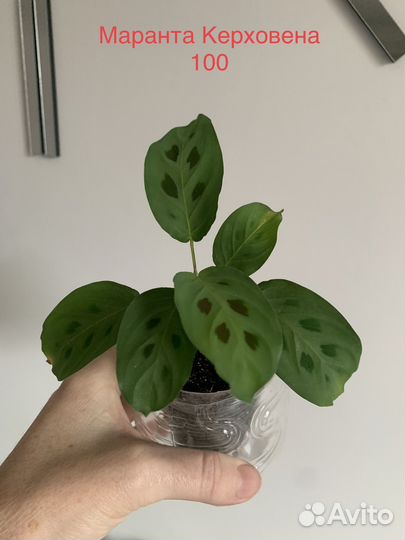 Диффенбахия, драцена и др