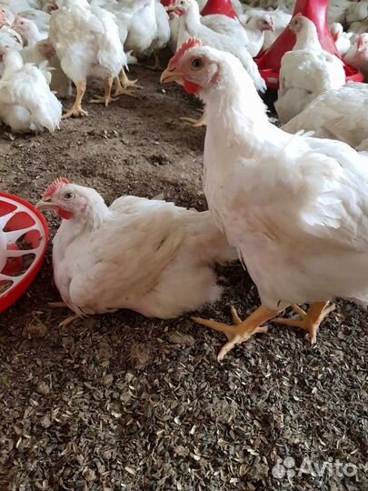 Мясо курицы Самара