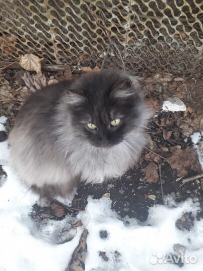 Кошка Анфиса