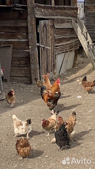 Молодые петухи