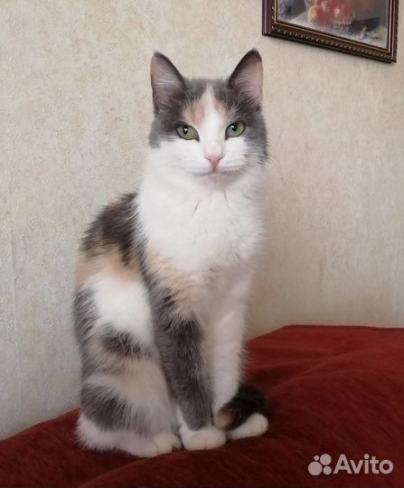 Кошка в любящие руки