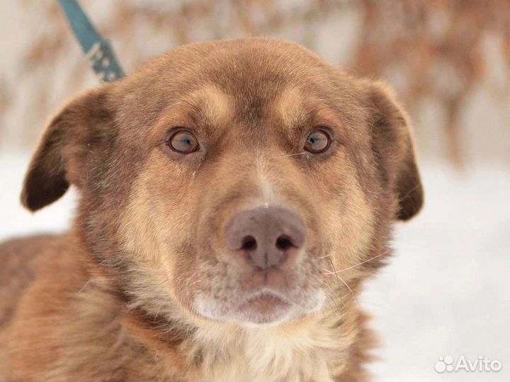 Кофейная собака