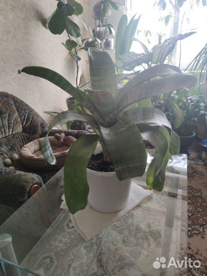 Эхмея полосатая