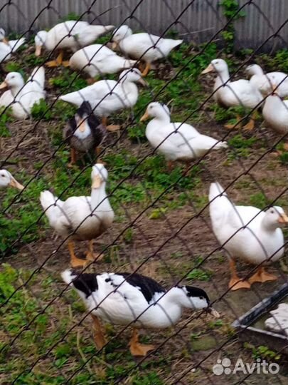 Утка мулард