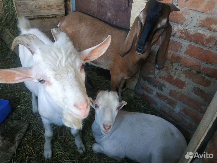 Козочки