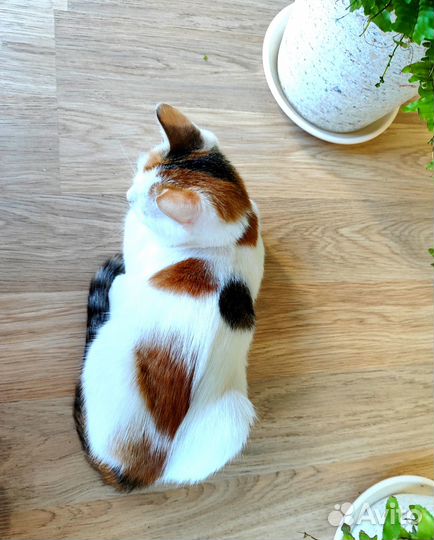 Трехцветный котенок