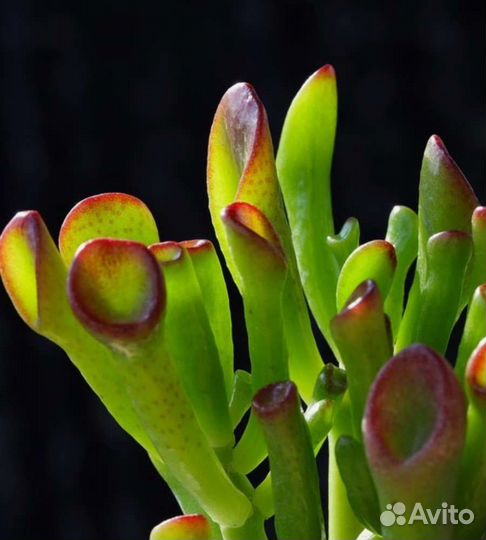 Крассула хоббит, корал и Хорн три