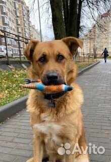 Собака в добрые руки