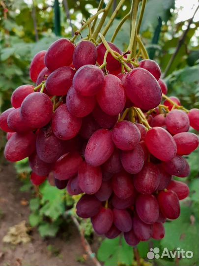 Саженцы и черенки винограда