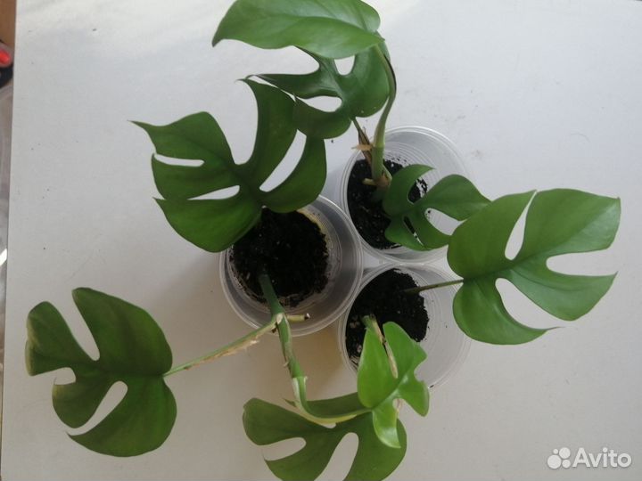 Рафидофора тетрасперма