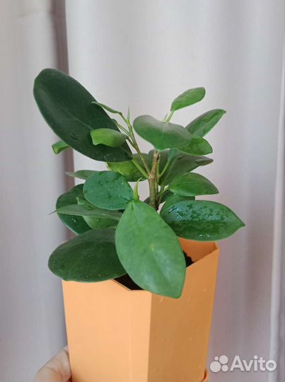 Фикус Мокламе