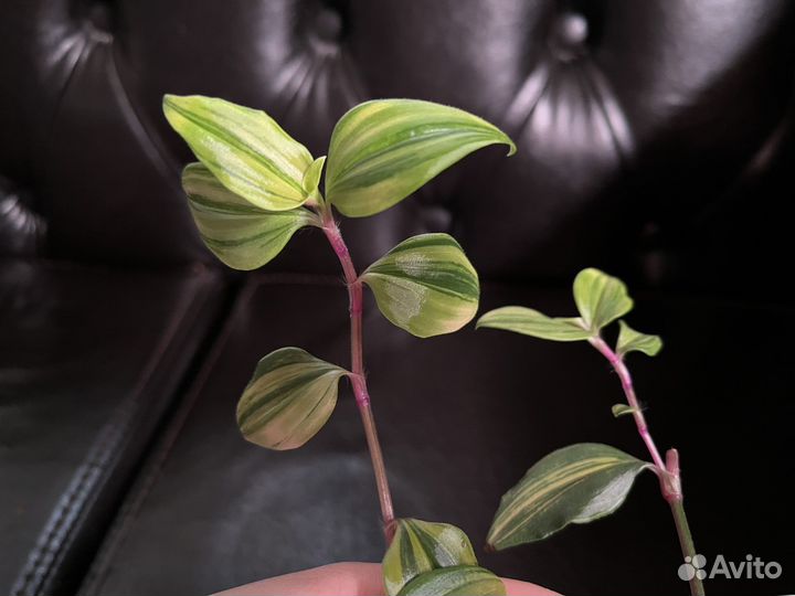 Коммелиновые (традесканция и другие) часть 2