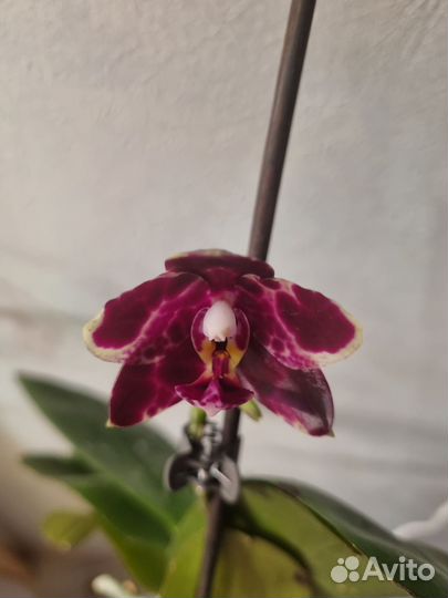 Орхидея фаленопсис