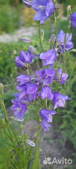 Колокольчик. Садовые многолетники