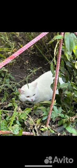 Белый котик