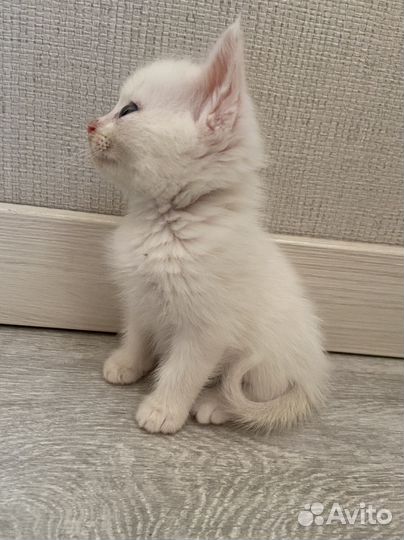 Котята в добрые руки белые