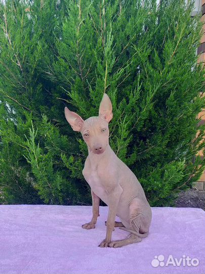 Щенки Американский голый терьер