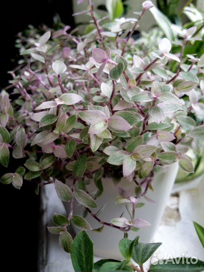 Каллизия pink lady