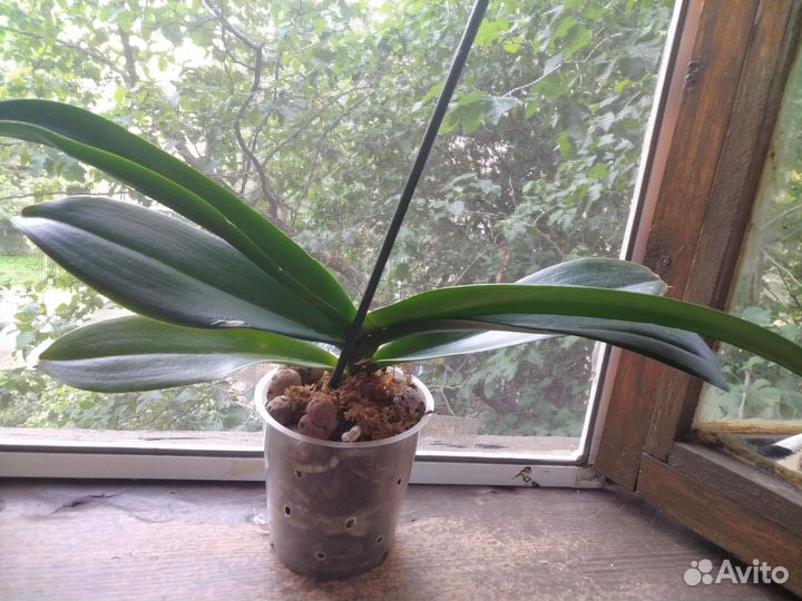 Орхидея фаленопсис