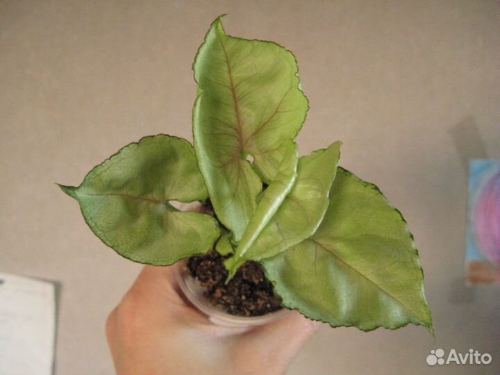 Сортовые хойи, ароидные, суккуленты для начинающих