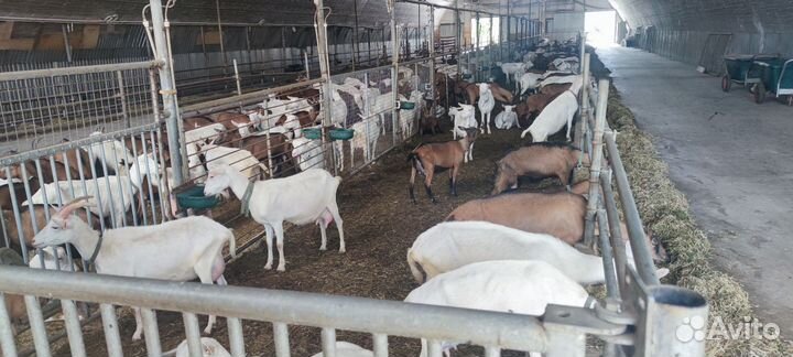 Альпийские козы