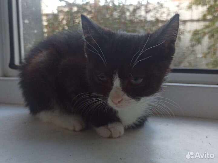 Британские котята