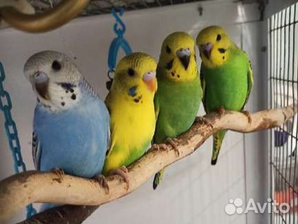 Волнистые попугаи птенцы