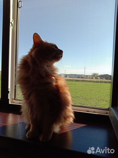 Передержка кошек с мед уходом, зоопсихолог