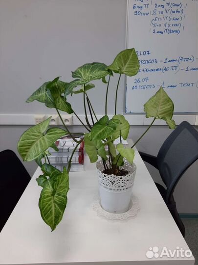 Сингониум, лудизия