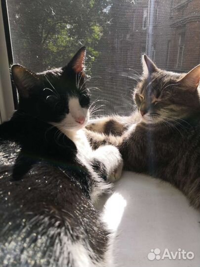 Вибрисы(усы) кошачьи