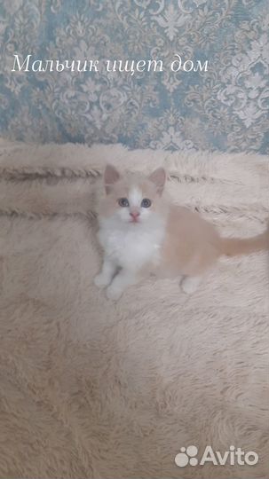 Брошенные котята ищут дом