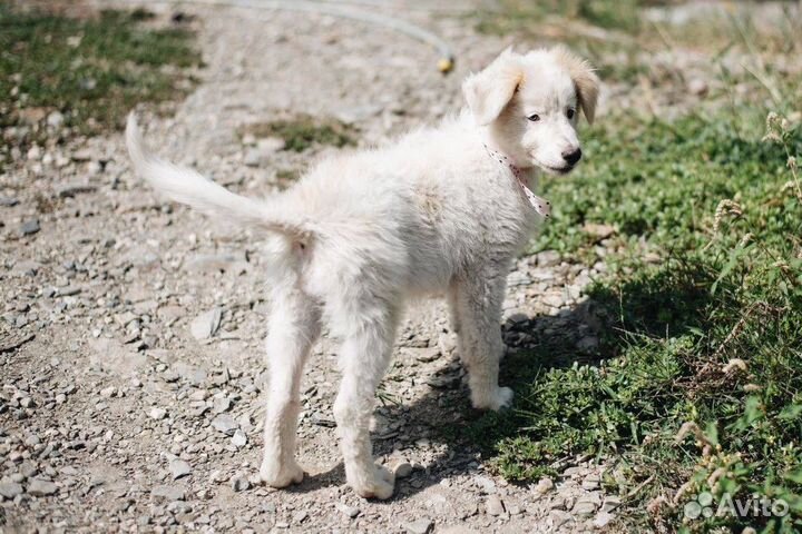 Щенок в добрые руки