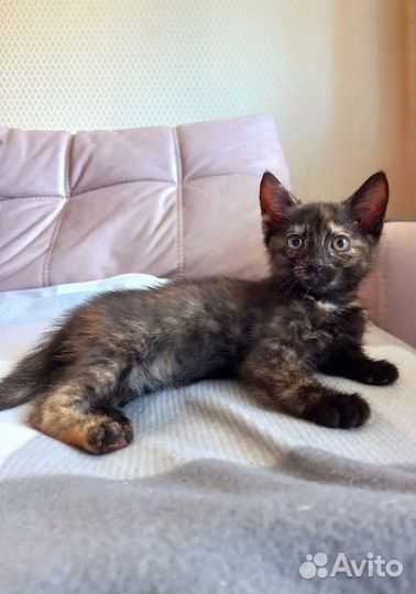 Котенок девочка 2 мес