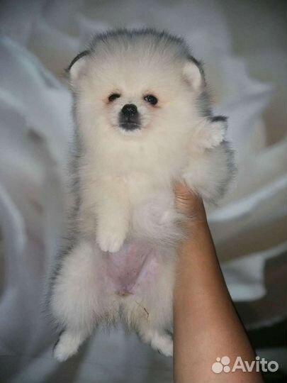 Зефирочка девочка Померанский шпиц