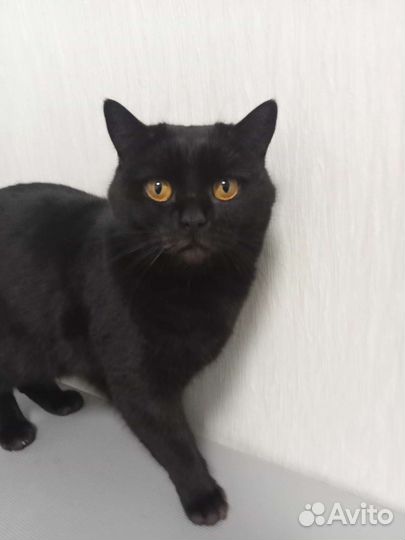 Кошки в добрые руки бесплатно