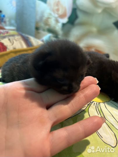 Кошки в добрые руки породистые 