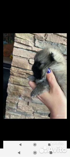 Шпицы разные. Доставка из Челябинска