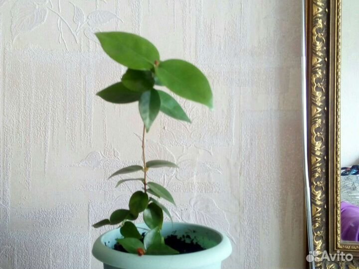 Суринамская вишня