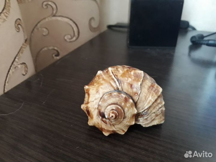 Ракушка морская