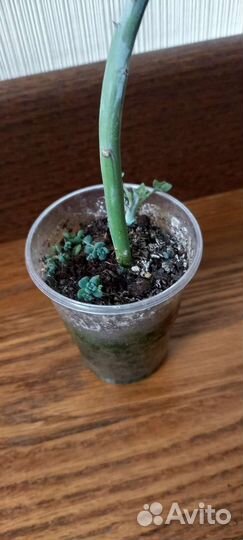 Суккуленты