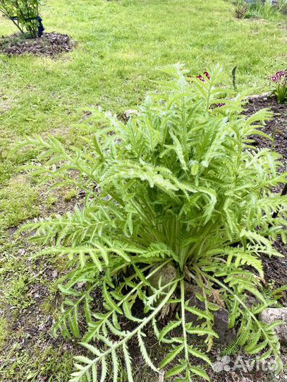 Семена Саженцы Мака восточного декоративного