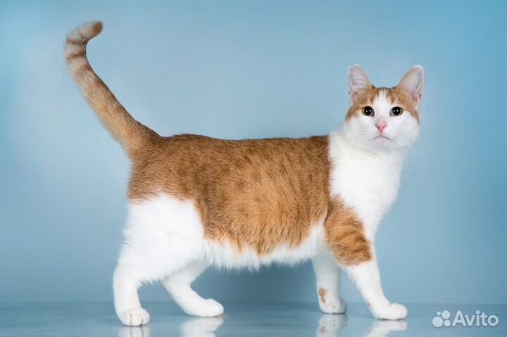 Кошка Ирма в дар, в добрые руки