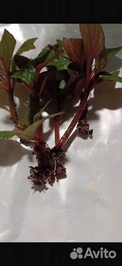 Бальзамин новогвинейский черенки