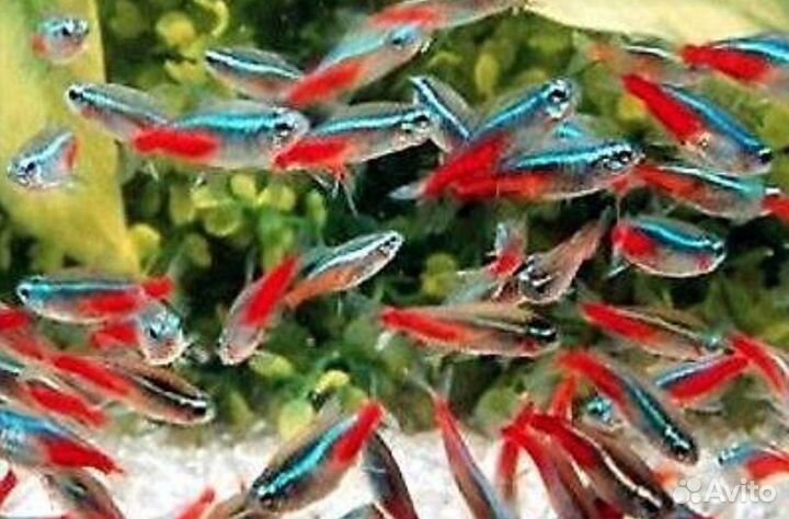 Неон голубой. Возможна доставка